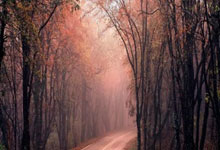 罗马诺：劳埃德·凯利于七月初以自由球员身份加盟纽卡斯尔联队