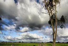 罗马诺：劳埃德·凯利于七月初以自由球员身份加盟纽卡斯尔联队